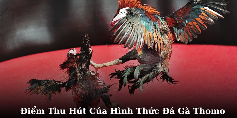 Điểm đặc biệt và thu hút của hình thức cá cược đá gà Thomo