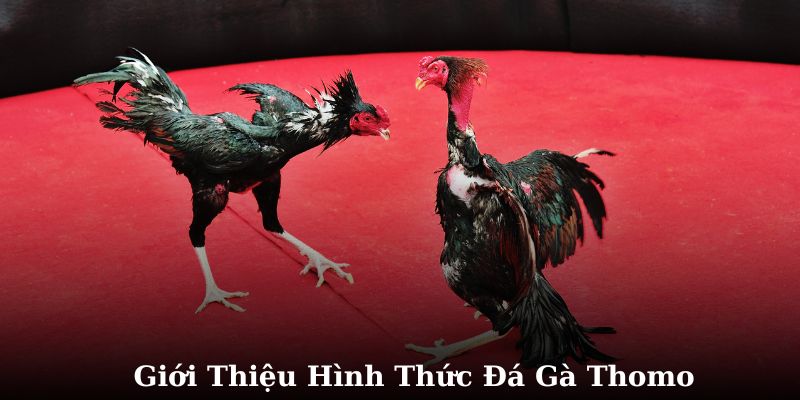 Giới thiệu hình thức cá cược đá gà Thomo nổi tiếng hàng đầu