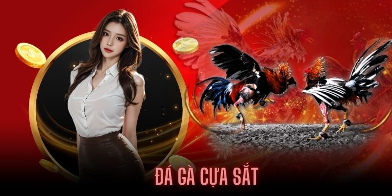 Khái niệm đá gà cựa sắt tại 98Win